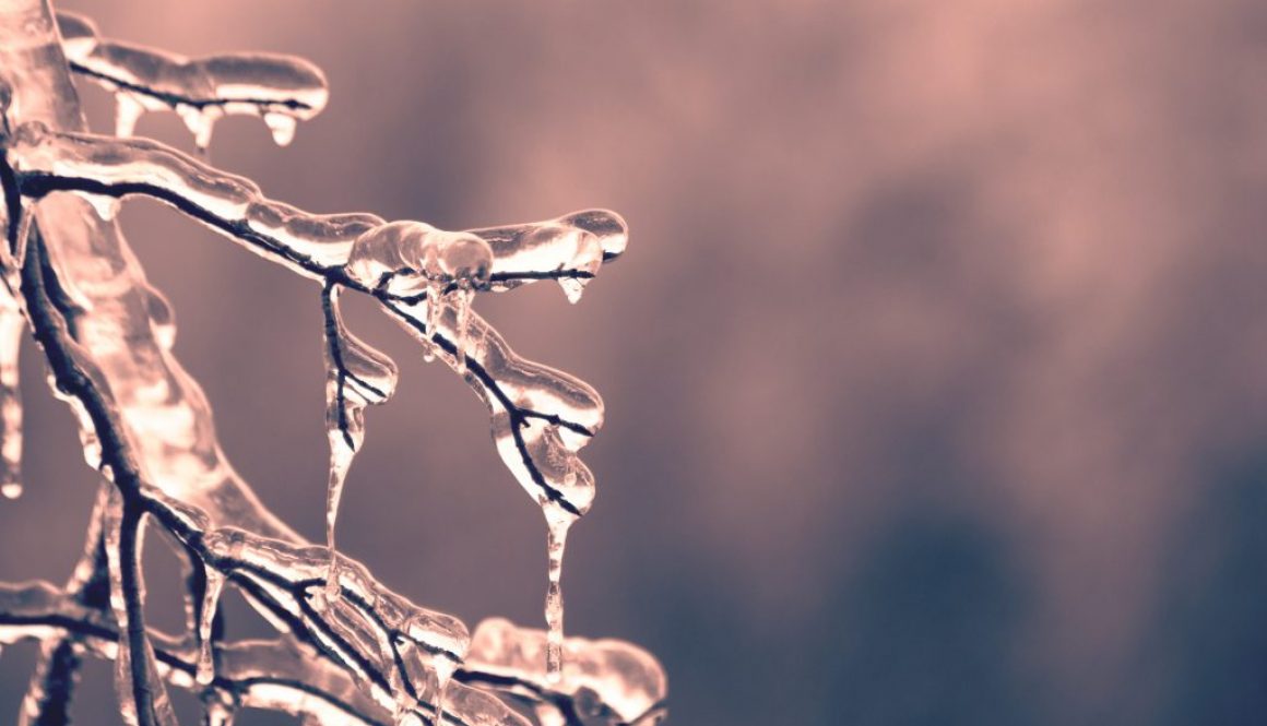 pexels-dan-hamill-436792